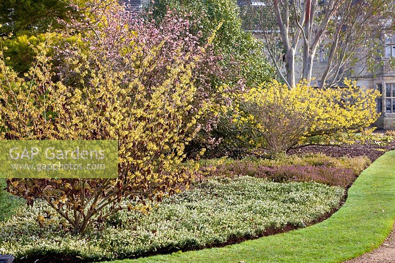 Winter bed with Erica carnea, Viburnum bodnantense, Hamamelis intermedia 'Pallida' and Hamamelis intermedia 'Moonlight' 