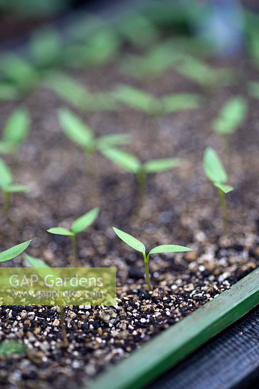 Cheyenne pepper seedlings