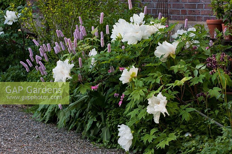 Aquilegia, Lamprocapnos spectabilis, Hibiscus syriacus, Paeonia suffruticosa and Persicaria bistorta - The Manor House, Germany