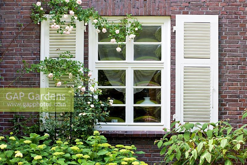 White window shutters with Rosa 'New Dawn' climbing on wall, Hydrangea arborescens 'Annabell' and Hydrangea aspera ssp. sargentiana - The Manor House, Germany