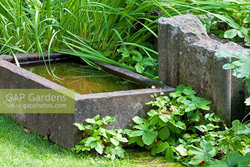 A small water trough and Fragaria vesca - The Manor House