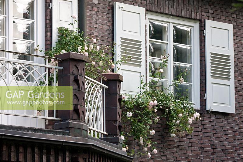 Rosa 'New Dawn' climbing up balcony. The Manor House, Germany