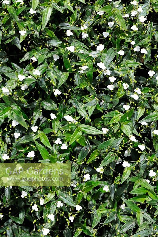Gibasis pellucida, syn. Tradescantia multiflora - Tahitian Bridal-Veil