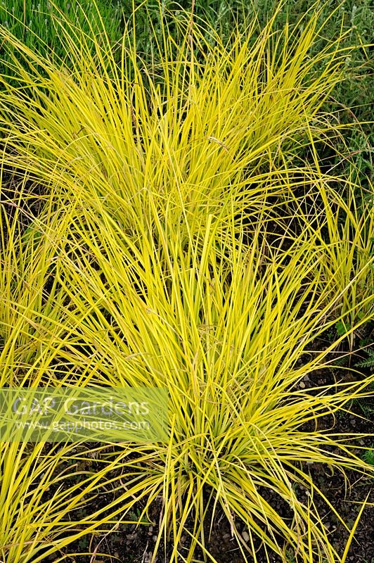 Carex hachijoensis 'Evergold'