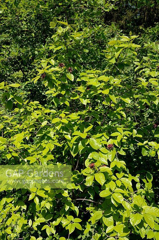 Calycanthus floridus - Carolina Sweetshrub, Sweet Betsy