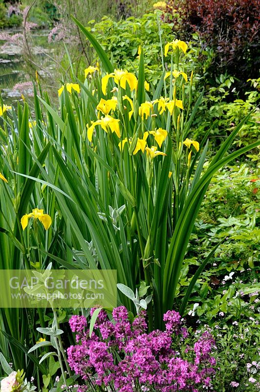 Iris pseudacorus - Yellow Flag Iris at pond edge