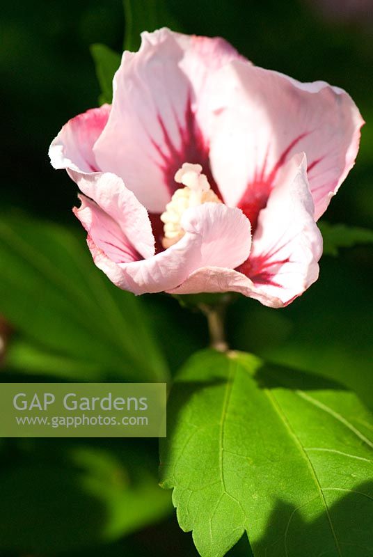 Hibiscus syriacus 'Woodbridge', AGM - RHS Garden Wisley, Woking, Surrey, UK