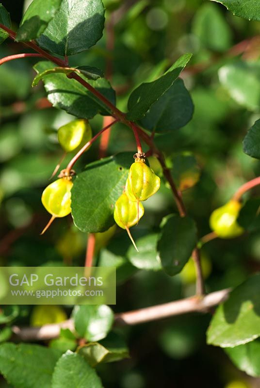 Crinodendron patagua - RHS Garden Wisley, Woking, Surrey, UK