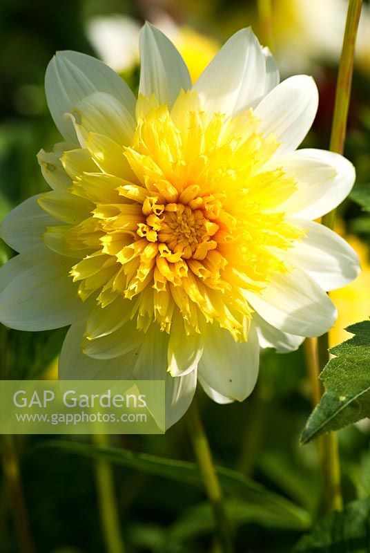 Dahlia 'Freya's Paso Doble', AGM - RHS Garden Wisley, Woking, Surrey, UK