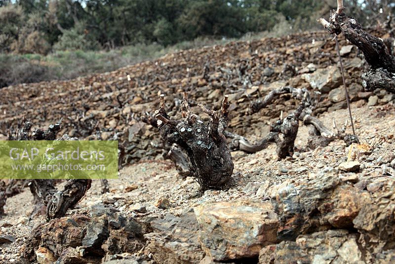 Vitis vinifer - Ancient Grape vines on terraced Mediterranean vineyard