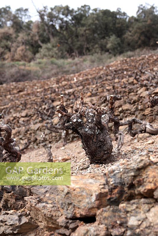 Vitis vinifer - Ancient Grape vines on terraced Mediterranean vineyard
