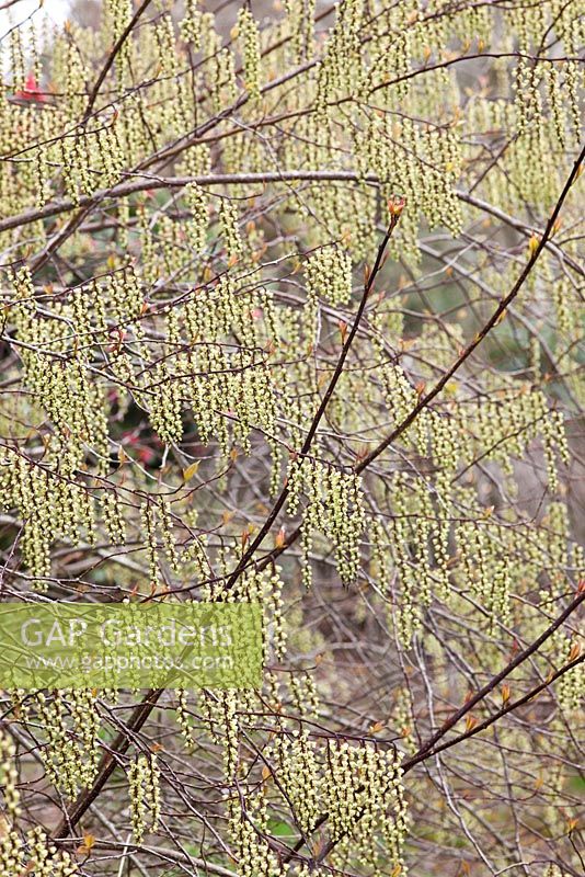 Stachyurus praecox. Caerhays Castle, Cornwall