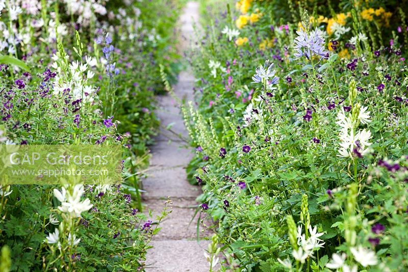 The Garden House, Devon. Paved path between summer flowering border
