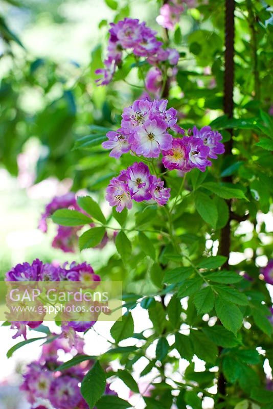 Rosa 'Veilchenblau'