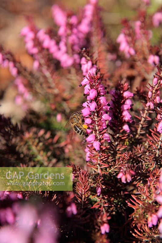 Erica x darleyensis 'Eva Gold' - Winter Heather provides an early source of pollen for Apis mellifera - Honeybee in February