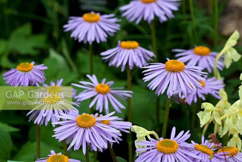 Aster tongolensis 'Berggarten'