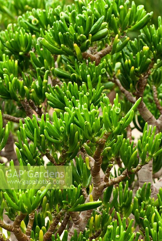 Crassula ovata 'Gollum'. RHS Garden Wisley, Surrey, UK