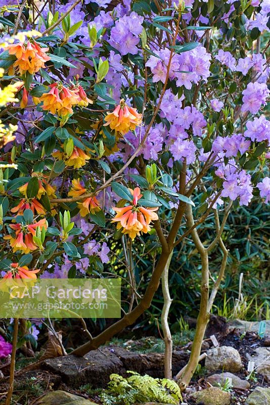Rhododendron cinnabarinum on left