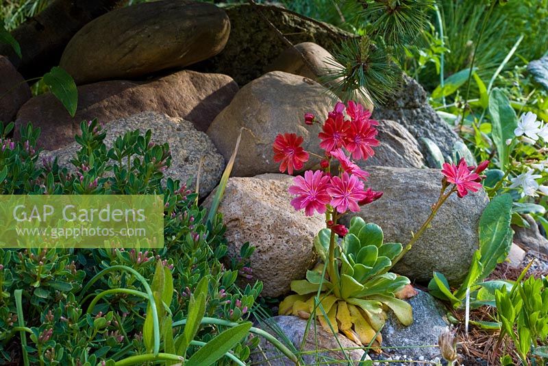 Lewisia cotyledon growing in a rockery