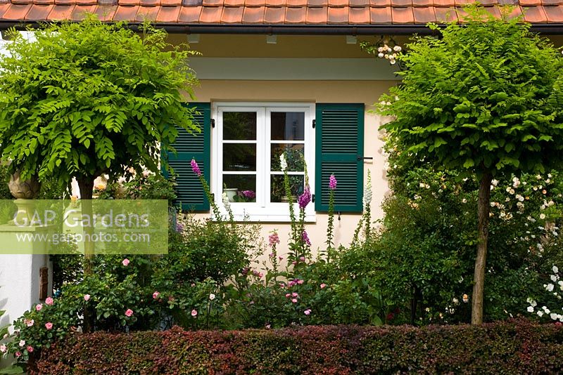 Front garden with low clipped hedge, Robinia pseudoacacia 'Umbraculifera' standards, Rosa 'Ghislaine de Féligonde', Berberis thunbergii 'Atropurpurea Nana', Berberis thunbergii 'Atropurpurea' and Digitalis 