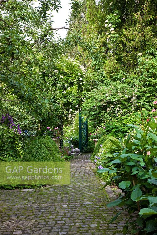 Paved pathway lined with clipped box pyramids, Campanula latifolia and Kolkwitzia amabilis