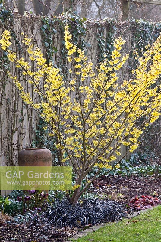 Hamamelis 'Arnold Promise' underplanted with Ophiopogon planiscapus 'Nigrescens' 