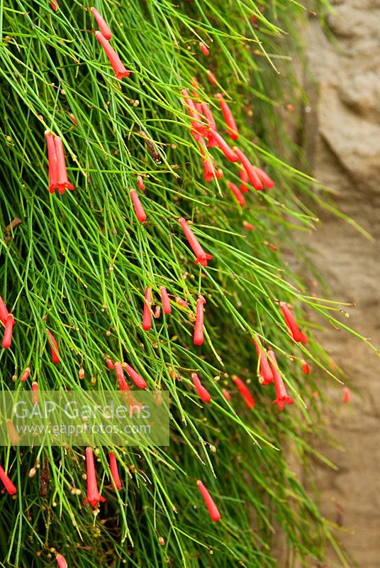 Russelia equisetiformis, AGM. RHS Garden Wisley, Woking, Surrey, UK