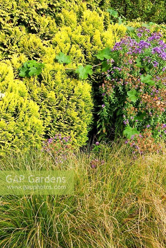 Chamaecyparis lawsoniana 'Aurea Densa' with Rubus setchuensis, Asters and low growing grass. Sir Harold Hillier Gardens, Ampfield, Romsey, Hants, UK