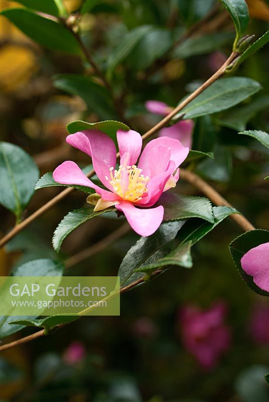 Camellia sasanqua 'Hugh Evans', AGM - RHS Garden Wisley, Woking, Surrey, UK