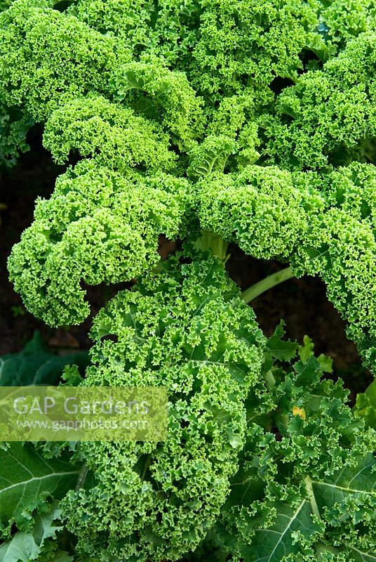 Brassica - Kale 'Westland Winter'. RHS Garden Rosemoor, Great Torrington, Devon, UK