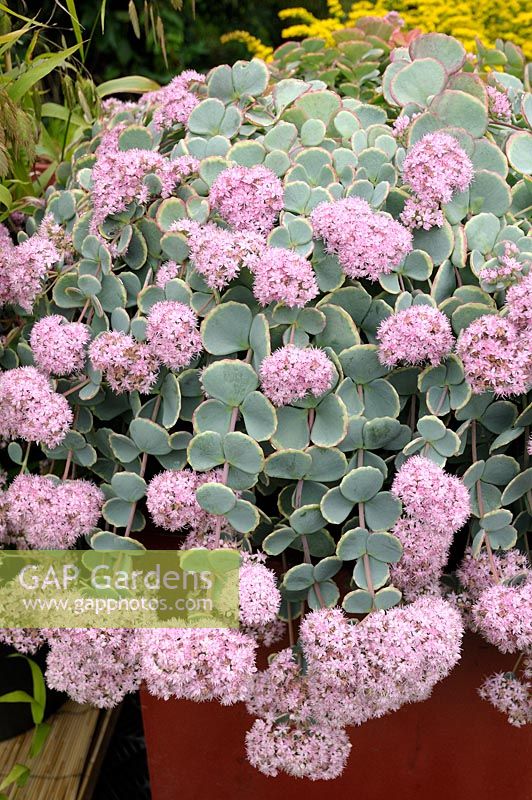 Sedum sieboldii - October Daphne or Siebold's Stonecrop