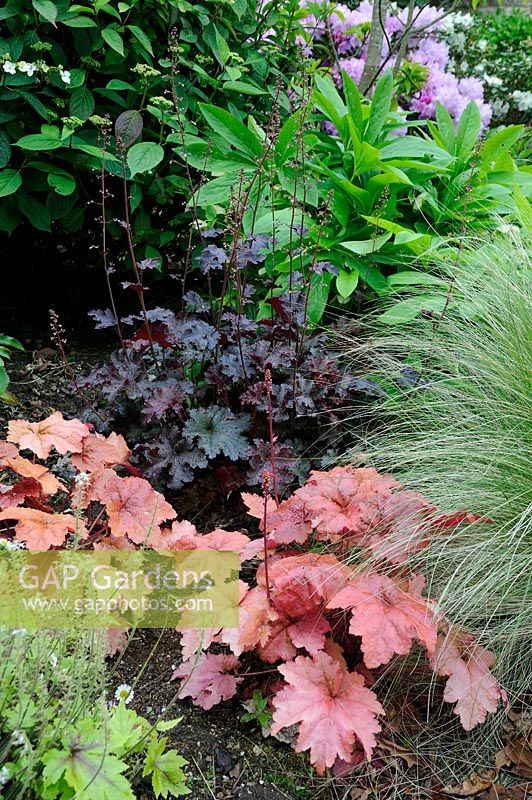 Heuchera 'Peach Flambe' and 'Black Beauty'