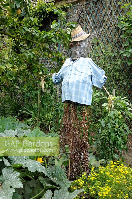 Scarecrow in vegetable garden