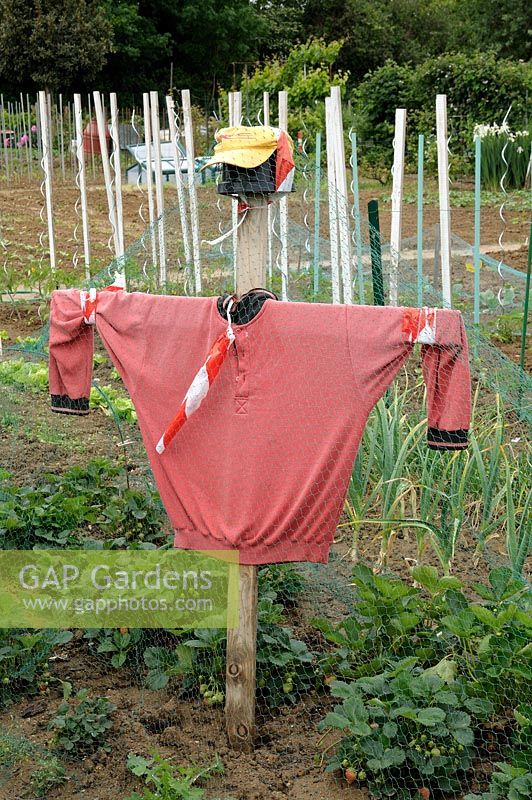 Scarecrow and netting in vegetable garden