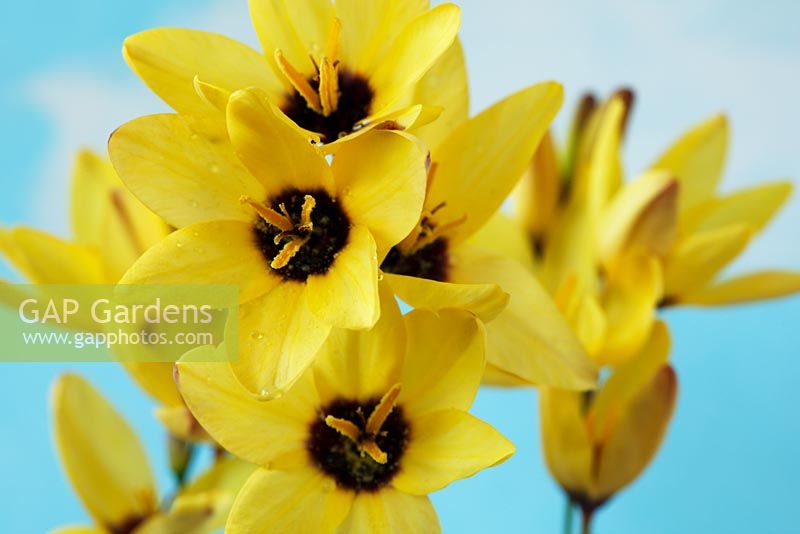 Ixia 'Yellow Emperor' - Corn Lily
