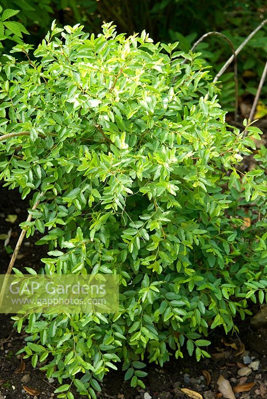Ziziphus spinosa - Sour Date Kernel. University of Bristol Botanic Garden, Bristol, UK