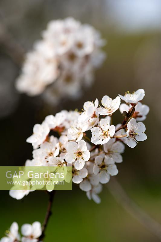 Prunus 'Trailblazer' blossom, March