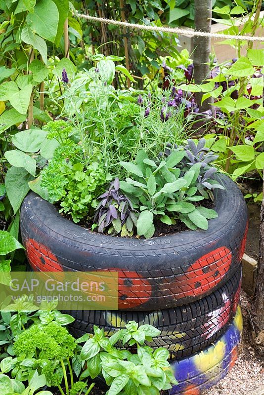 Herbs growing in old tyres with stencilled patterns. Lavandula stoechas - French Lavender, Salvia - Sage, Petroselinum - Parsley and Basil with Runner Beans behind