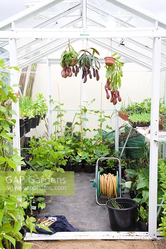 Greenhouse interior with Pitcher plants in hanging baskets, Cucumbers growing up Bamboo, trays and pots of Onions, Aubergines and other seedlings
