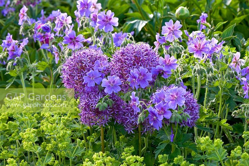 Alchemilla mollis, Allium aflatunense, Geranium magnificum  - Weihenstephan Gardens