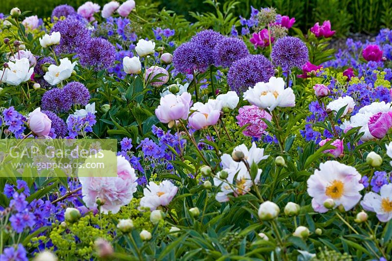 Alchemilla, Paeonia lactiflora 'Auguste Dessert', Alchemilla mollis and Geranium magnificum - Weihenstephan gardens