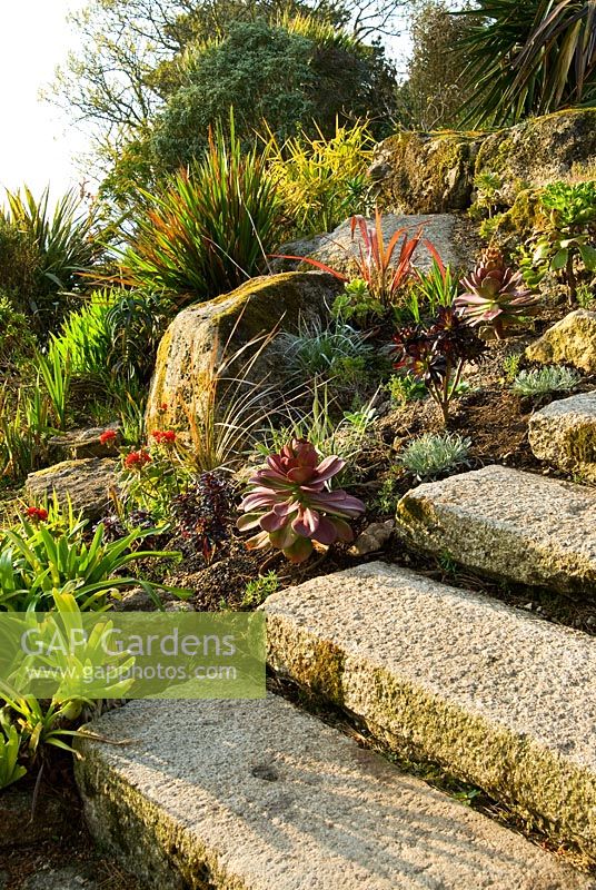 Succulents planted beside stone steps including Aeoniums and Aloes - Chygurno, Lamorna, Cornwall, UK
