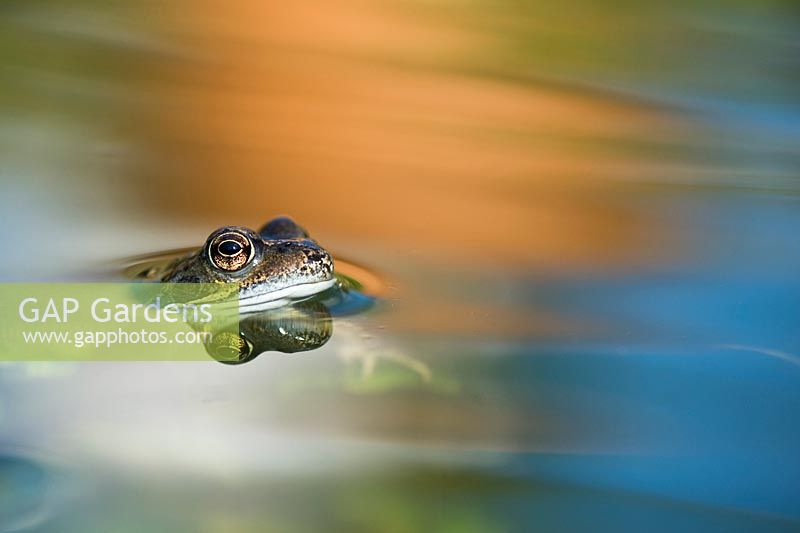 Rana temporaria - Common frog in a garden pond