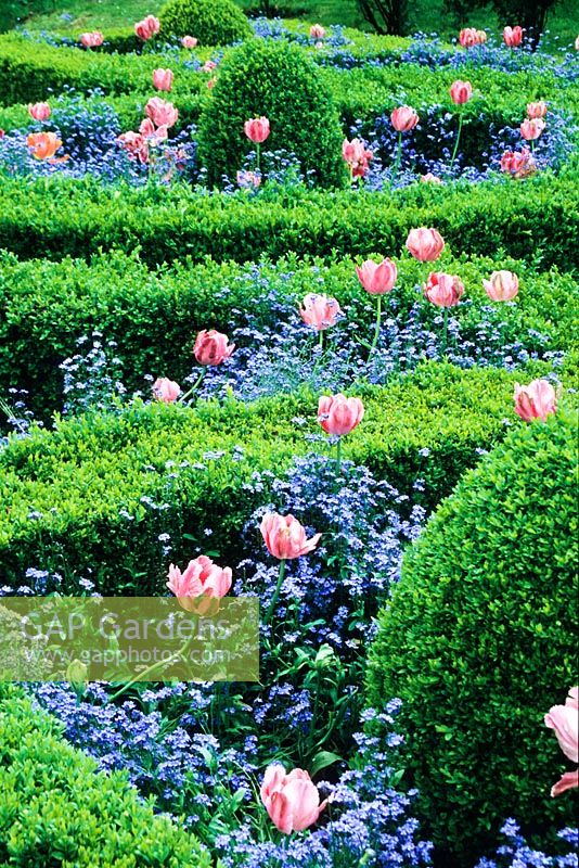 Tulipa and Myosotis edged with box hedges in the cottage garden - Chatsworth House, Derbyshire, May