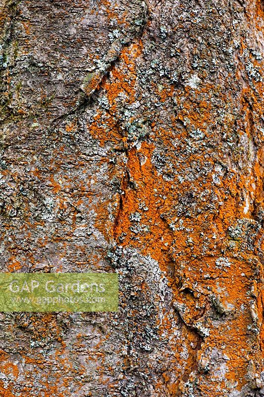 Prunus avium 'plena' - Cherry tree bark covered in Trentepohlia algae