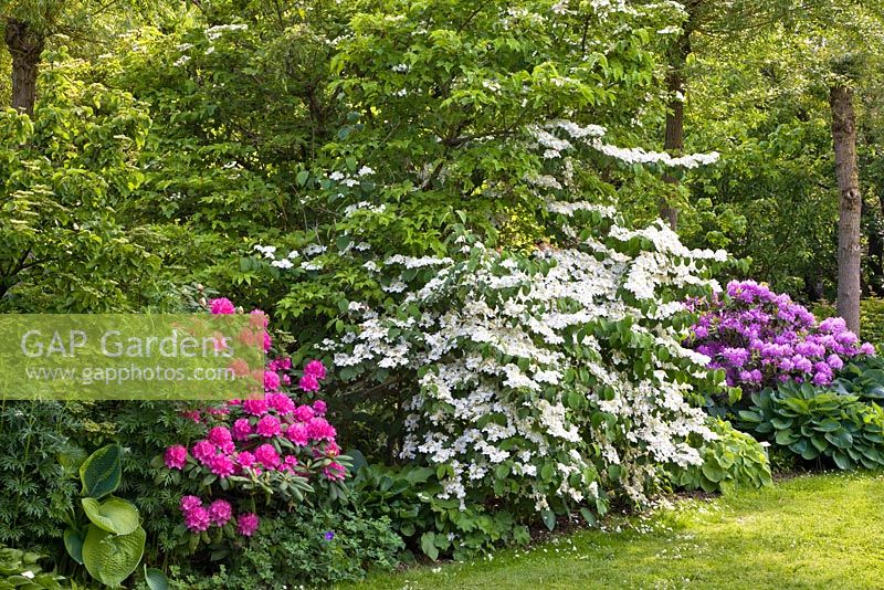 Aconitum, Rhododendron 'Blue Peter', Rhododendron 'English Roseum' and Viburnum plicatum 