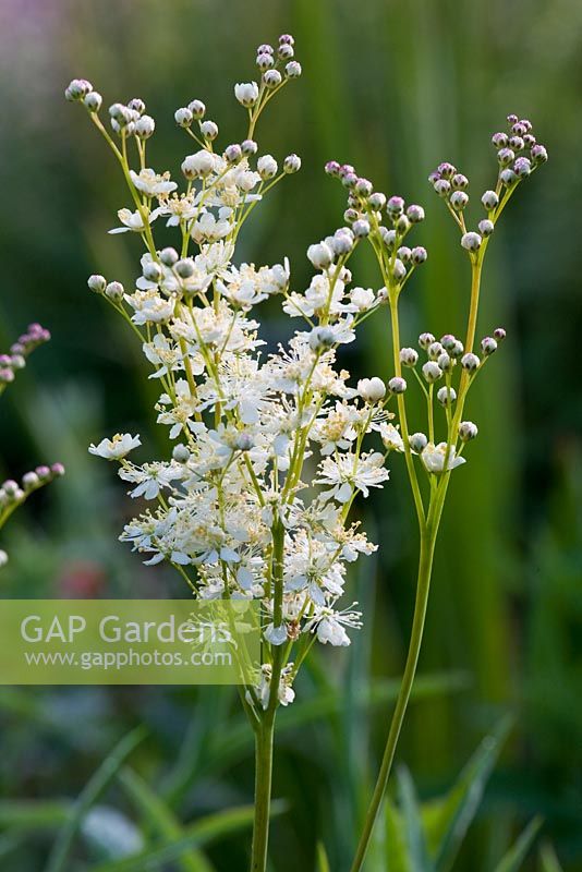 Filipendula vulgaris 'Plena'