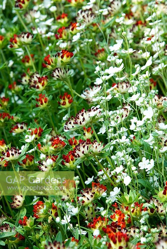 Anthyllis vulneraria subsp. iberica with white Omphalodes linifolia, AGM - Ivy Croft, Leominster, Herefordshire, UK