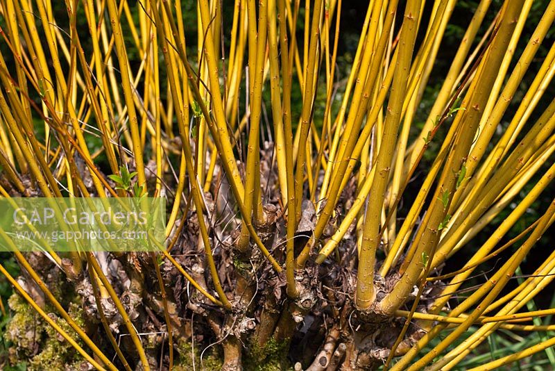 Salix alba var. vitellina 'Britzensis' stems