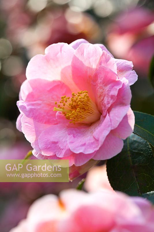 Camellia japonica x cuspidata 'Cornish Spring'